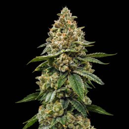 Biker Kush