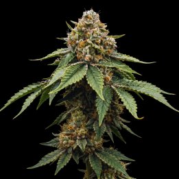 Godfather OG
