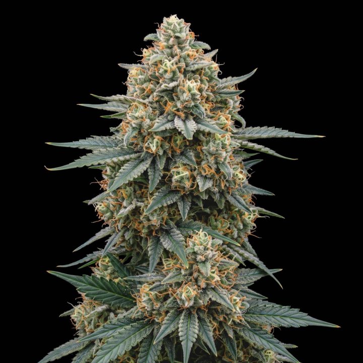 Slurricane