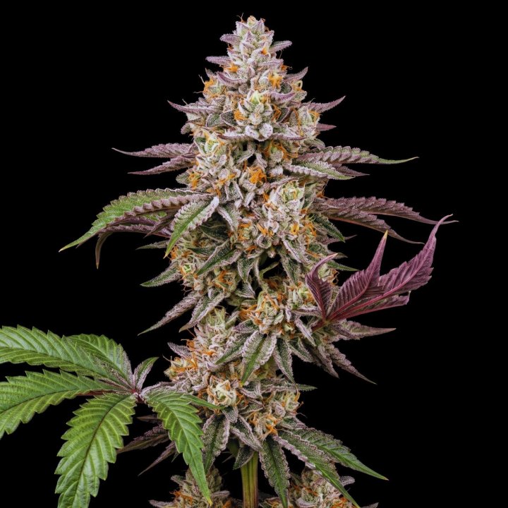 Alien OG