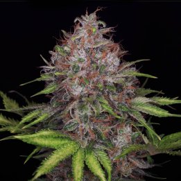Jack herer x black domina cbd