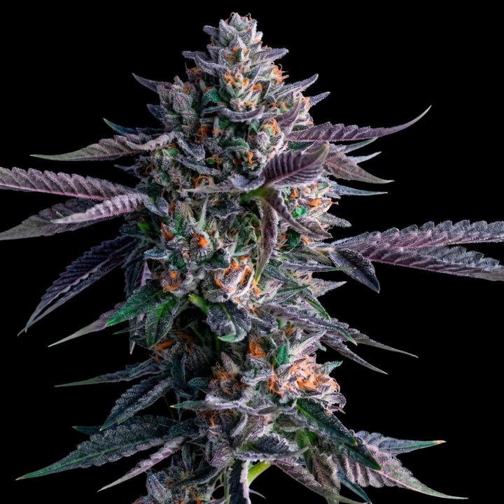 Chocolope