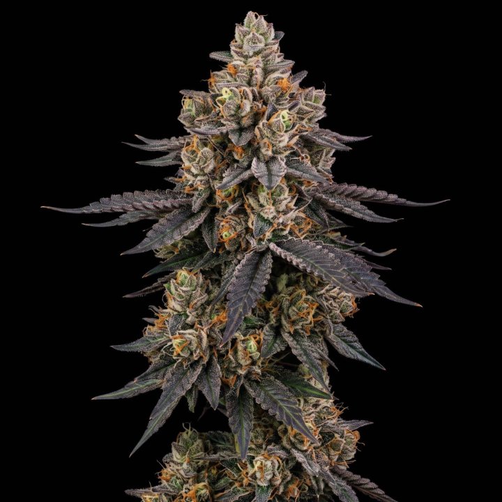 Peanut Butter Breath Auto