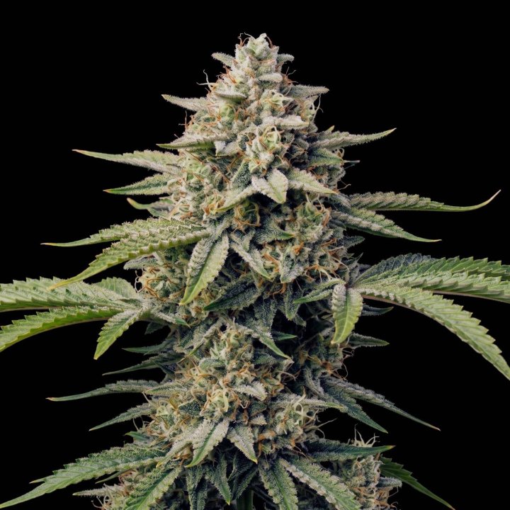 Strawberry Auto
