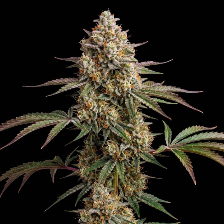 Cookies Auto