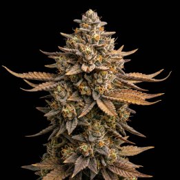 Candy Kush
