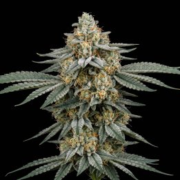 Mango Sherbet Auto