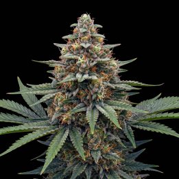 Pink Runtz Auto