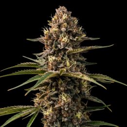 Animal Cookies