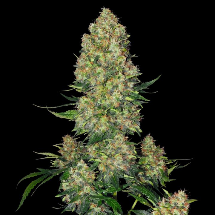 Blue Russian