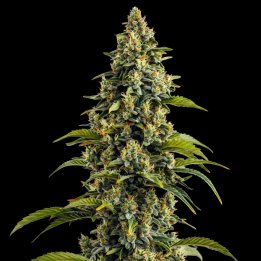 Bubblegum Haze