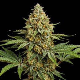 Critical Jack