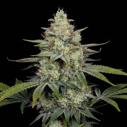 Cheese CBD