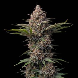 Critical Mass CBD