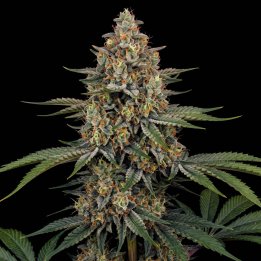 New York Diesel