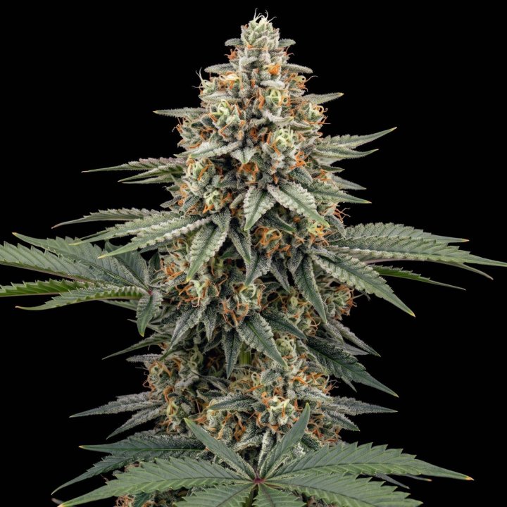 Super Silver Haze