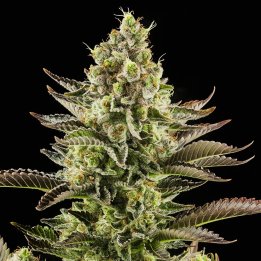 White Widow Strain - Feminized Cannabis Seeds