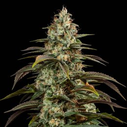 Girl Scout Cookies