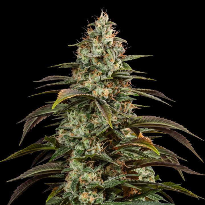 Girl Scout Cookies