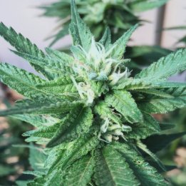Harlequin CBD