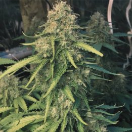 California Hash Plant