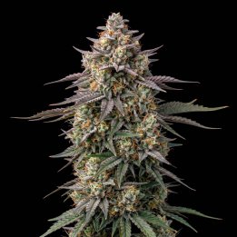 Big Bud Auto