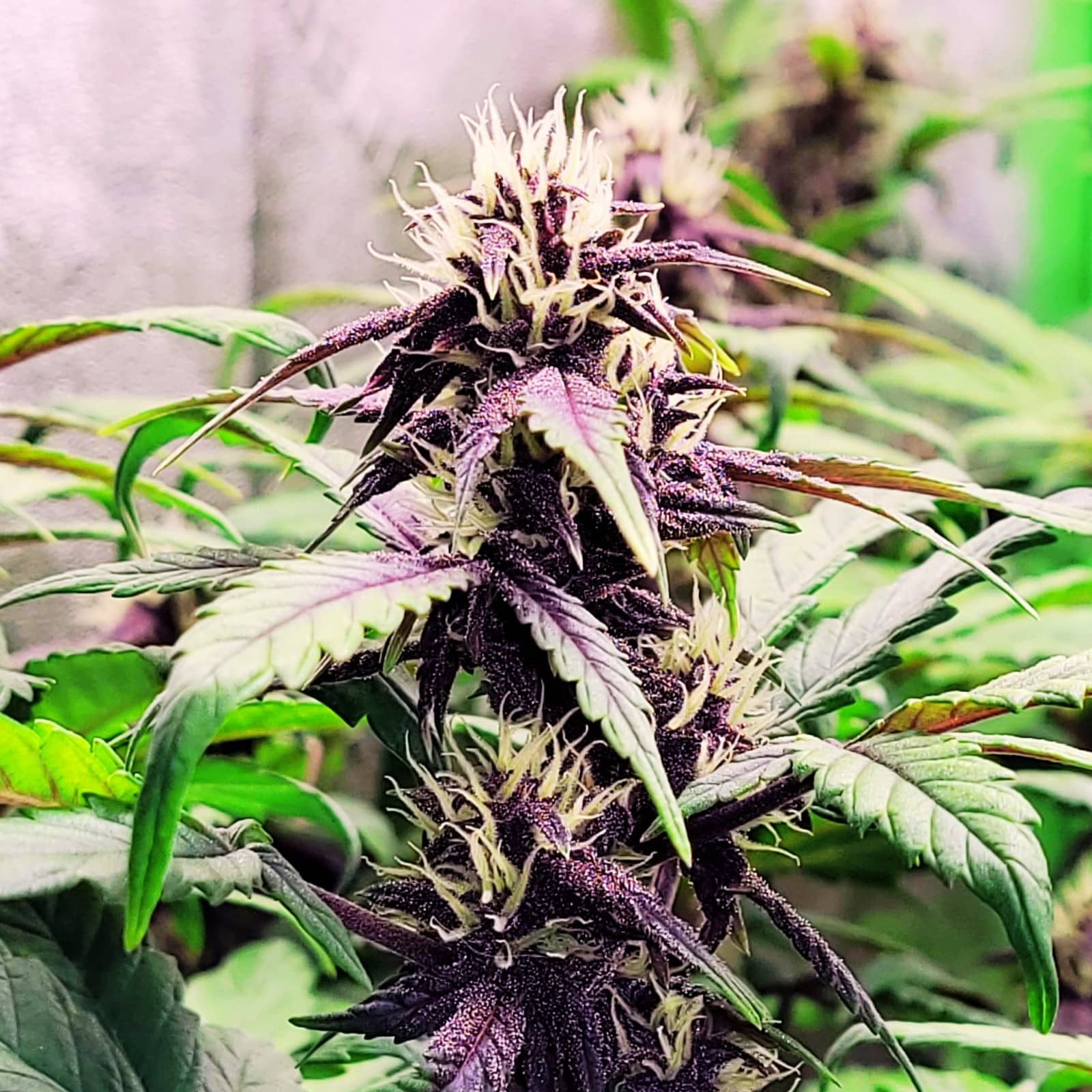 Red Berry CBD Auto