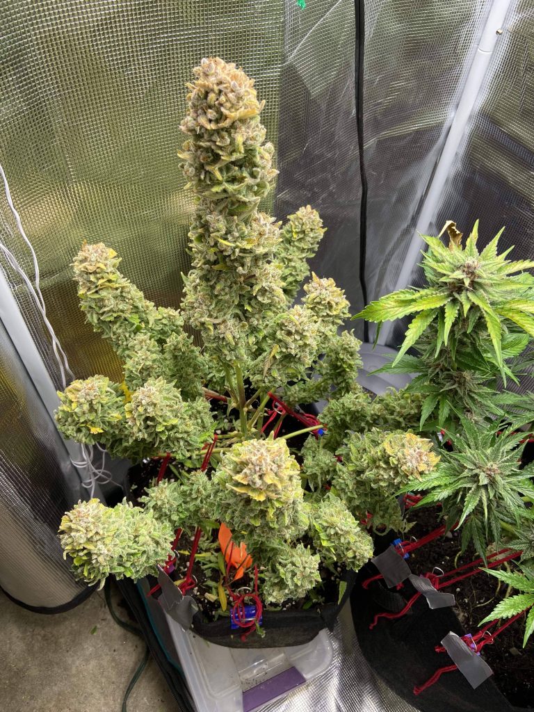 Indoor Auto.