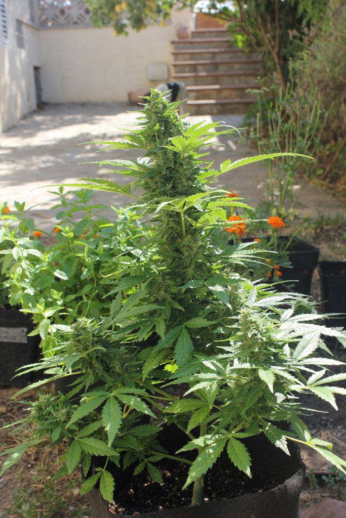 autoflowering cannabis