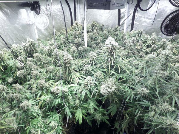 Indoor growing of autoflowers.
