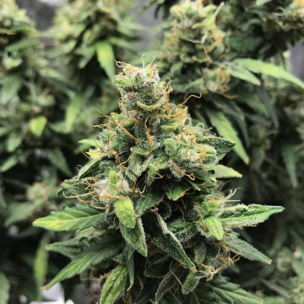 Sour Diesel Auto Bud