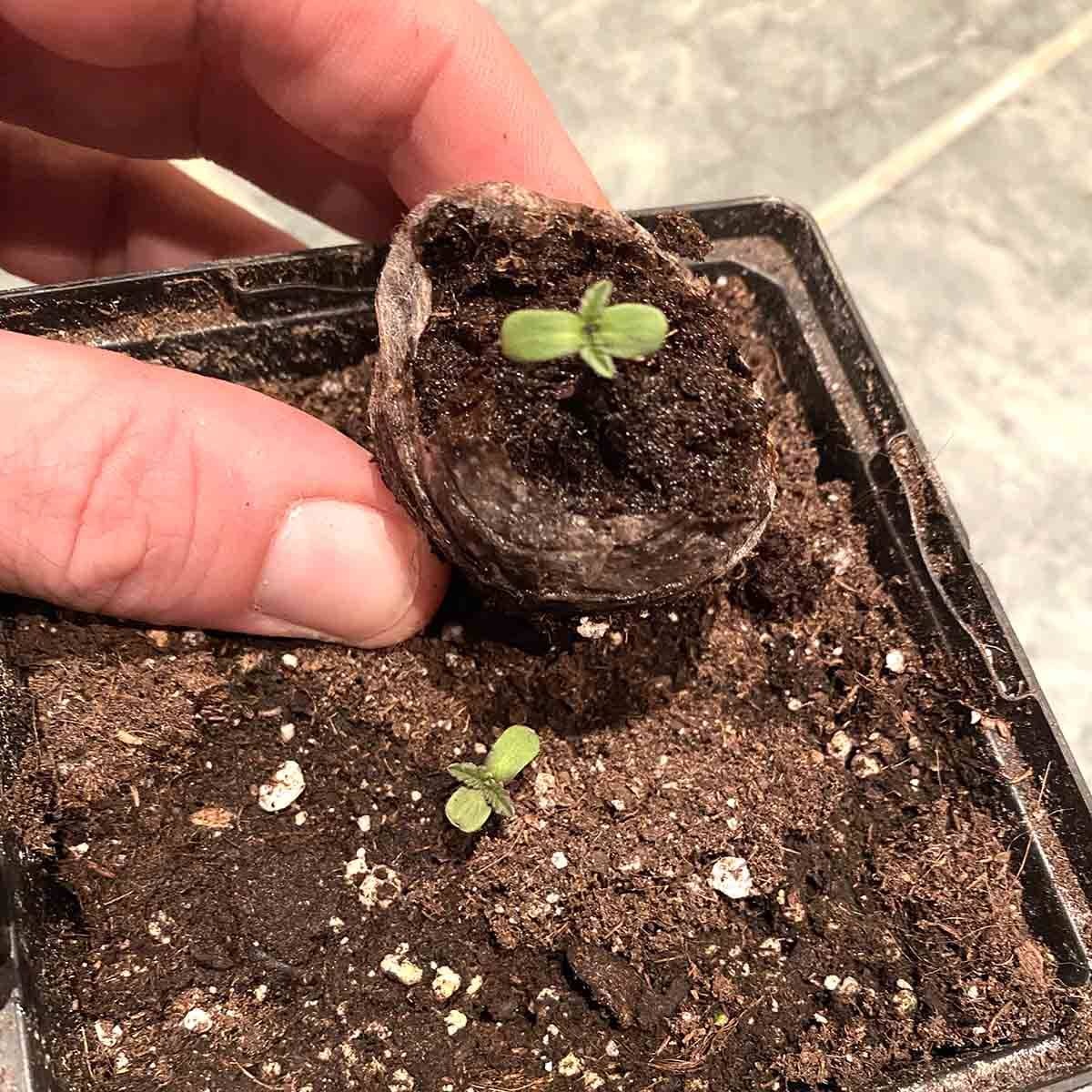 planting germinated marijuana seeds 