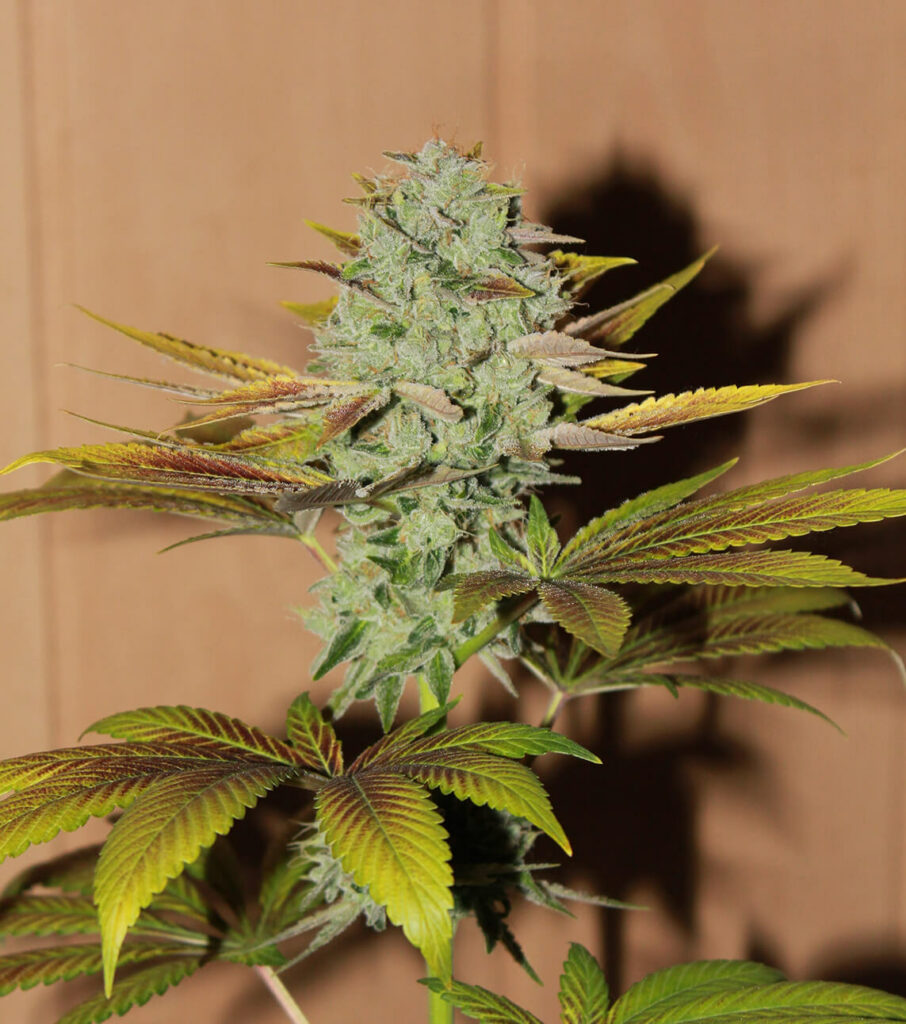 Clean cannabis head ready for harvesting.