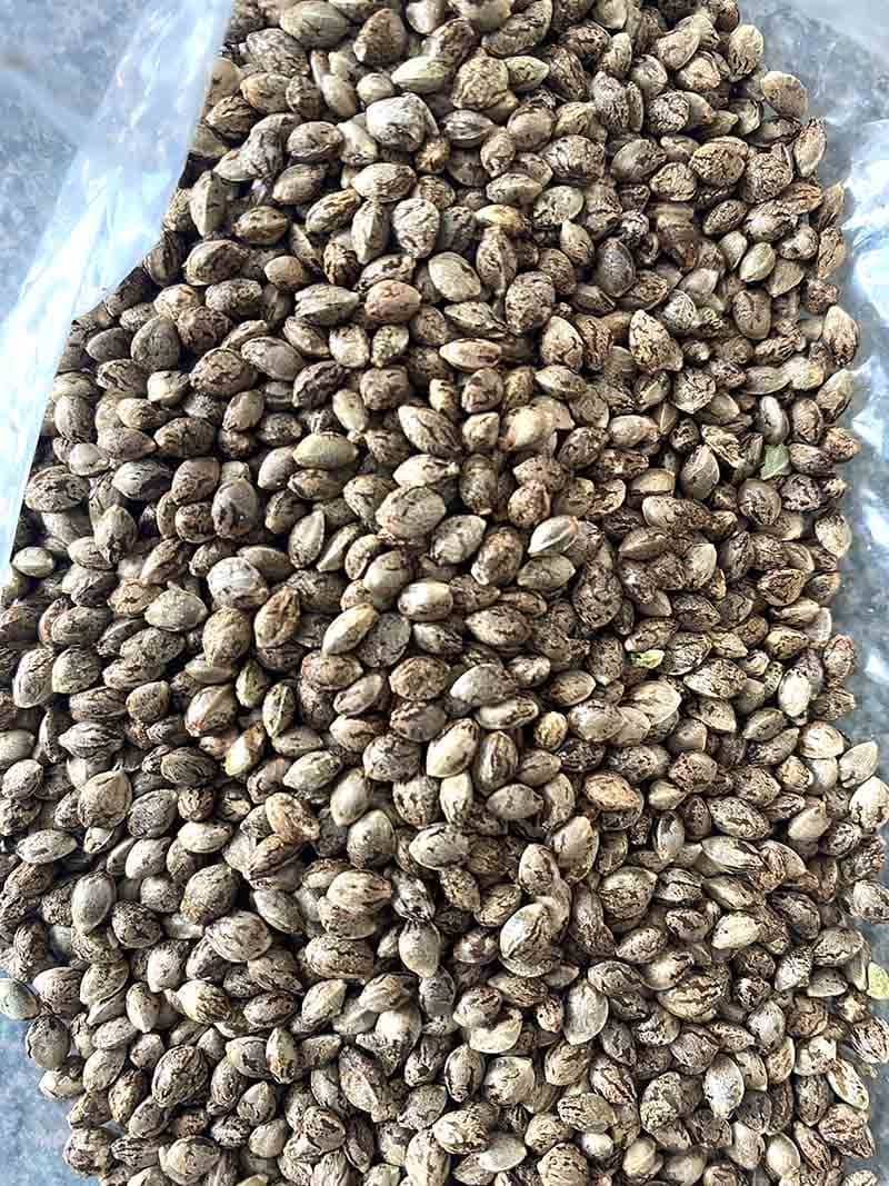how to germinate cannabis seeds