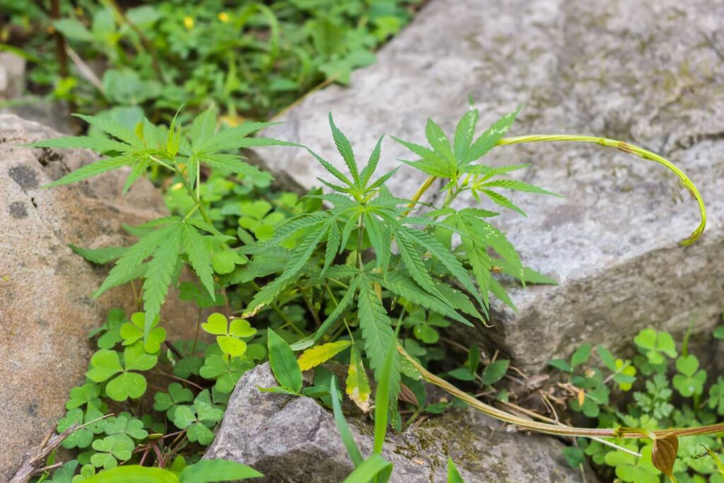 Cannabis plant growing among rocks in the Himalayas