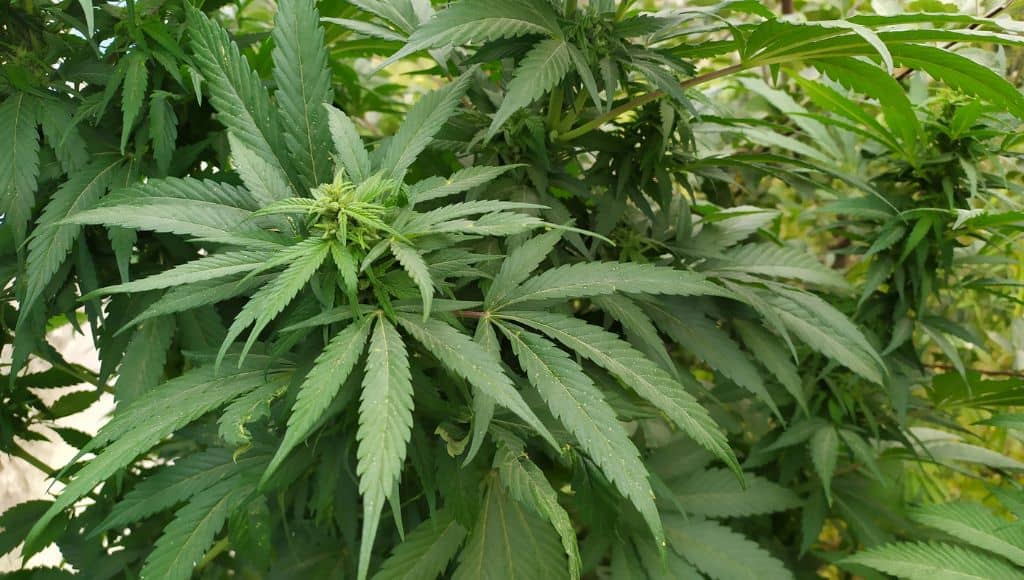 Cannabis for relaxation: the origin of indica strains with a heavy, body-focused effect