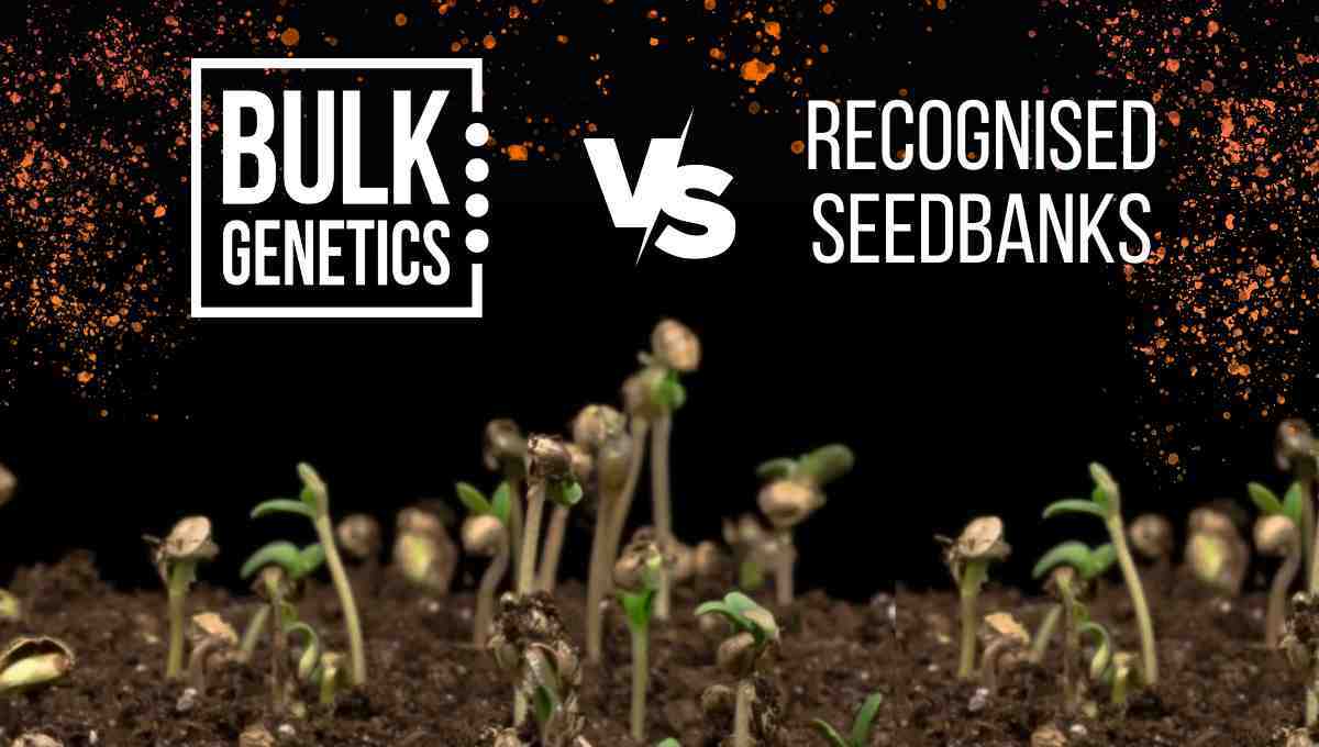 Differences between Bulk Genetics bulk seeds and seeds from the big seed banks