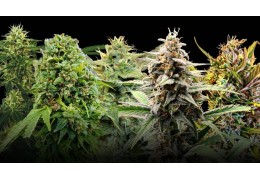 The 10 Most Productive Autoflowering Strains of 2026