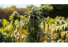 Heat Stress in Cannabis