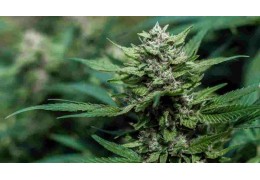 Top 5 THC-free marijuana strains