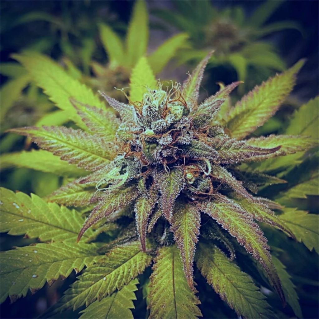 blue-dream-strain-perfect-balance-of-euphoria-relaxation