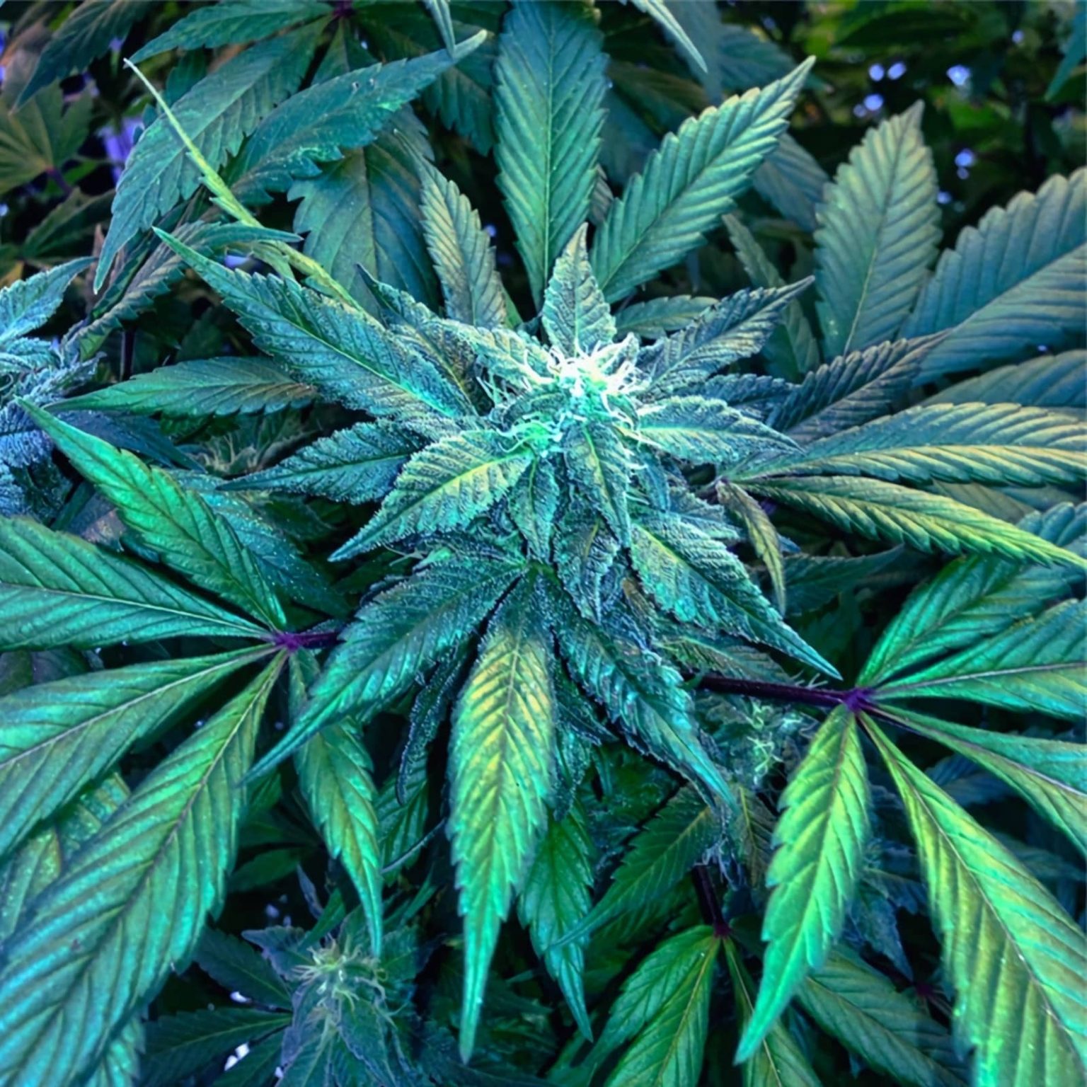Blueberry regular bulk bulk genetics seeds