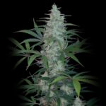 Kali-Mist Kali Mist - Weed Strain