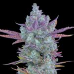 Blue Monster Strain - Feminized Cannabis Seeds