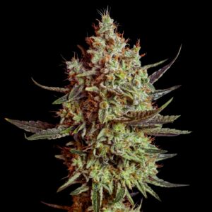 Cheese Seeds - Feminized Cannabis