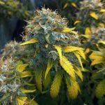 jamaican dream Jamaican dream