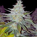 pineapple-chunk-feminizada-granel