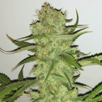 sugar-candy-feminizada-granel