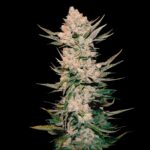 Red-California-Orange-Fast-Version-Weed-Strain Red California Orange Fast Version Weed Strain