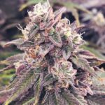 london-pound-mints-bulk